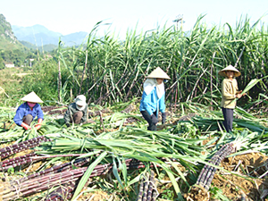 Mía là cây trồng chủ lực trong phát triển kinh tế ở Thung Rếch (Tú Sơn - Kim Bôi). ảnh: N.V